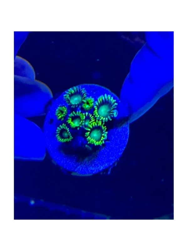 Zoanthus spp Зоантусы