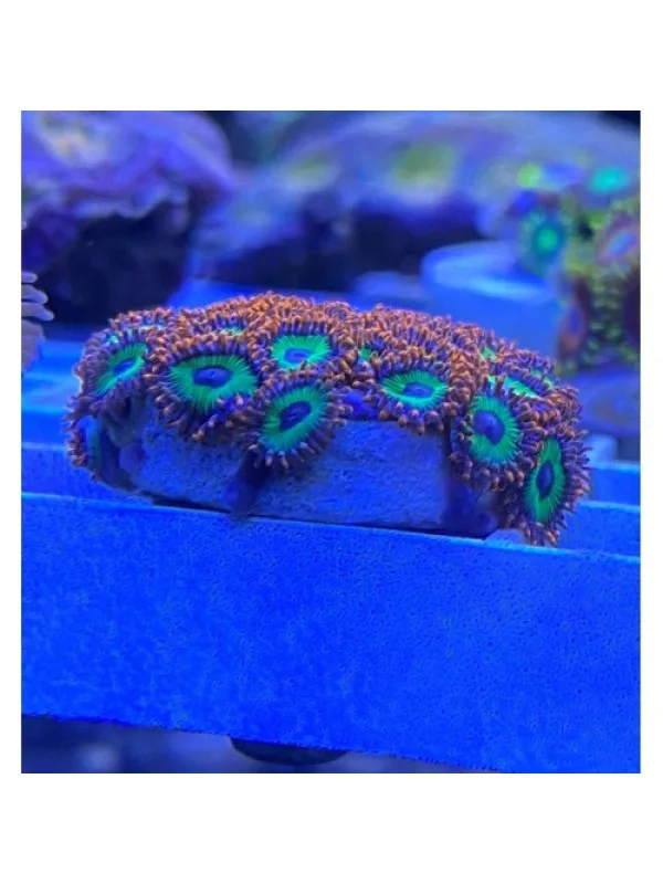 Zoanthids Emerald on fire Зоантусы
