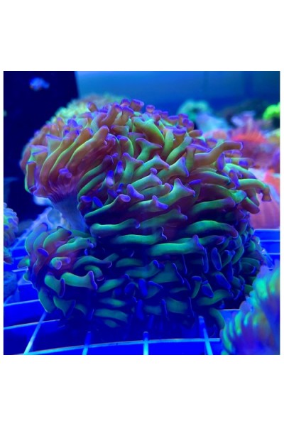 Euphyllia paraancora -Эуфиллия параанкора