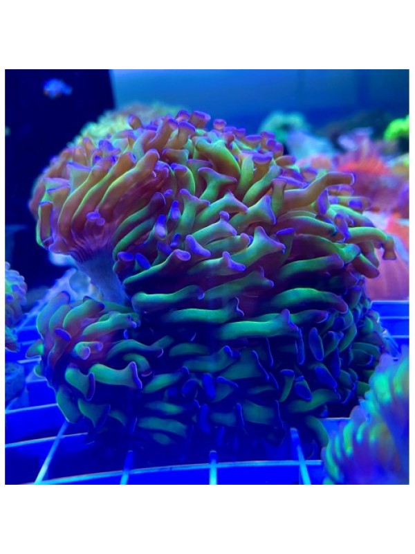 Euphyllia paraancora -Эуфиллия параанкора