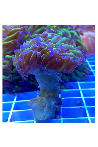 Euphyllia paraancora -Эуфиллия параанкора
