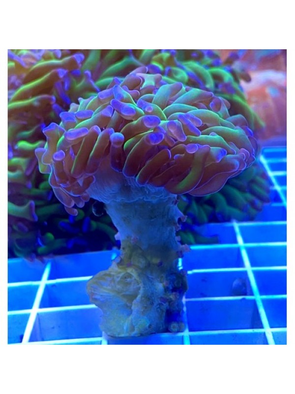 Euphyllia paraancora -Эуфиллия параанкора