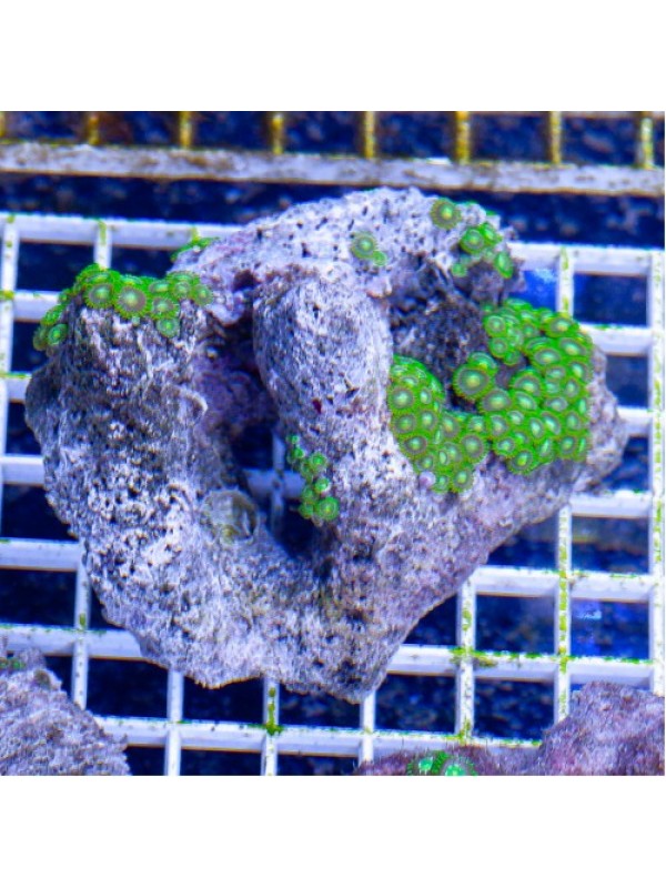 Zoanthus spp Зоантусы