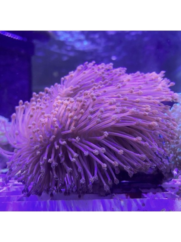 Long polyp Sarcophyton (Саркофітон довгополіпний)