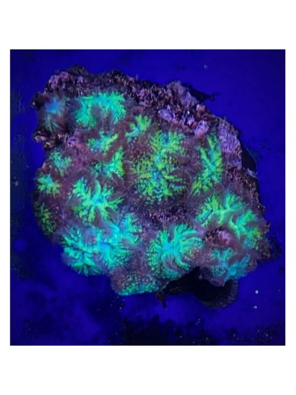 Rhodactis Дискоактиния (родактис)