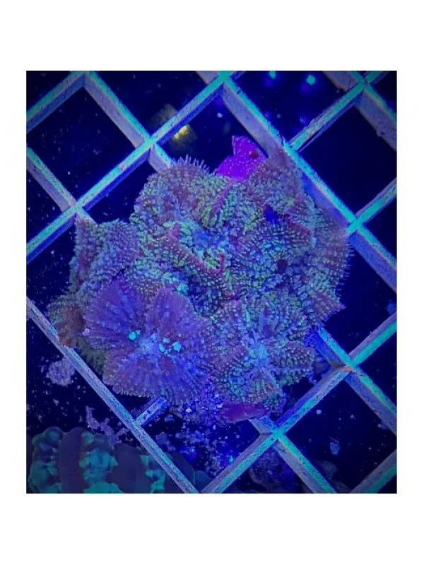 Rhodactis Дискоактиния (родактис)