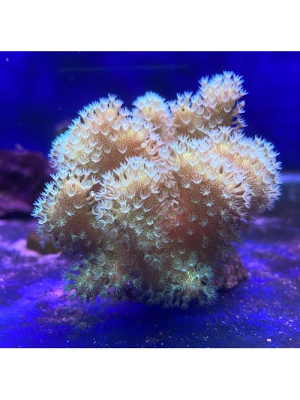 Sarcophyton sp. Саркофітон