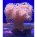 Sarcophyton sp. Саркофітон