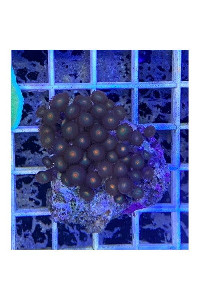 Zoanthus spp Зоантусы