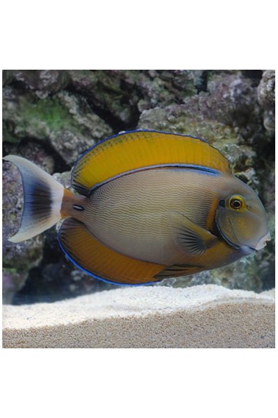 Acanthurus bariene Хірург барієна