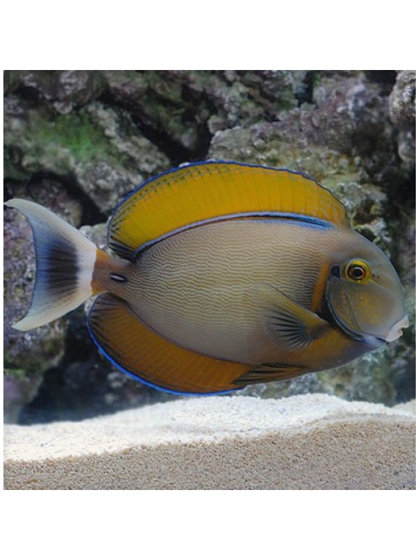 Acanthurus bariene Хирург бариена