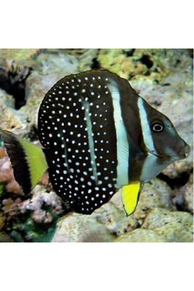 Acanthurus guttatus хірург білокрапковий