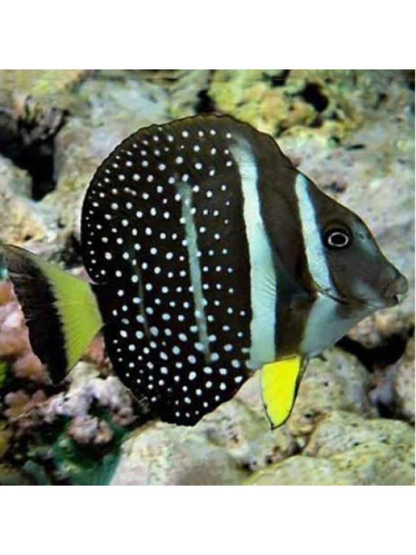 Acanthurus guttatus хирург белоточечный