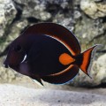 Acanthurus achilles (Хірург Ахіллес)