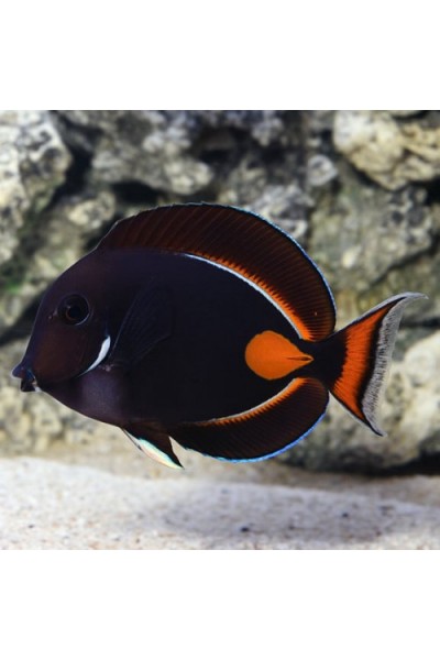 Acanthurus achilles (Хірург Ахіллес)