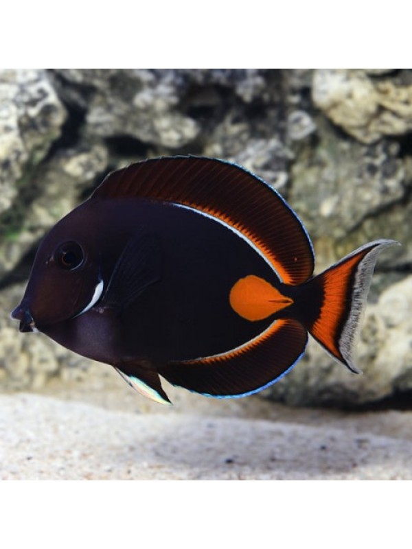 Acanthurus achilles (Хірург Ахіллес)