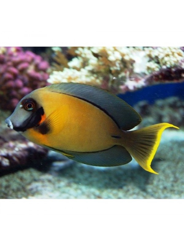 Acanthurus Pyroferus (Хірург шоколадний)