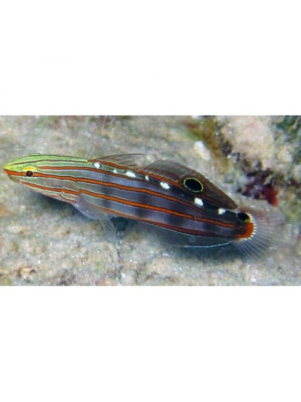 Amblygobius rainfordi (Бычок Рейнфорда или бычек-клоун)