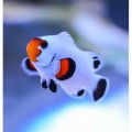 Amphiprion ocellaris white - Амфіпріон оцеляріс білий