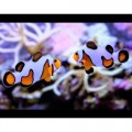 Amphiprion ocellaris DaVinci Амфіпріон оцелярис Давінчі