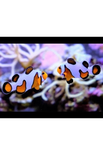 Amphiprion ocellaris DaVinci Амфиприон оцелярис Давинчи