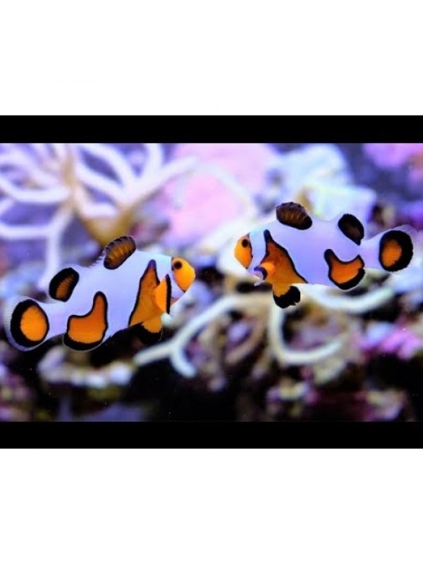 Amphiprion ocellaris DaVinci Амфіпріон оцелярис Давінчі