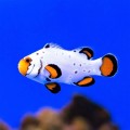 Amphiprion ocellaris Frostbite оцелярис обмороженный