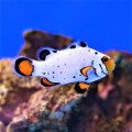 Amphiprion ocellaris Frostbite оцелярис обмороженный