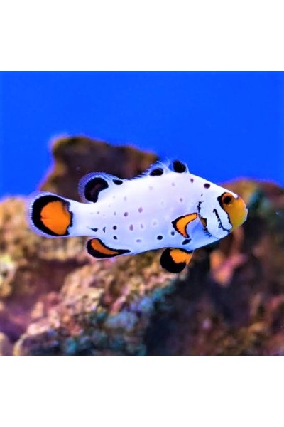 Amphiprion ocellaris Frostbite оцелярис обмороженный