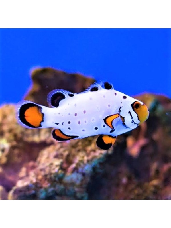 Amphiprion ocellaris Frostbite оцелярис обмороженный