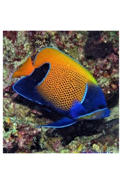 Pomacanthus navarchus Ангел Наварры неоновый