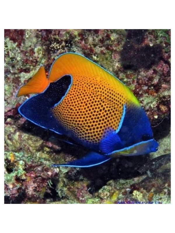 Pomacanthus navarchus Ангел Наварри неоновий