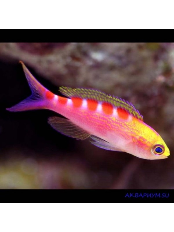 Pseudanthias flavoguttatus желтопятнистый антиас