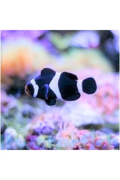 Amphiprion ocellaris black - Амфіпріон оцелярис чорний