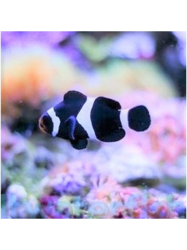 Amphiprion ocellaris black - Амфиприон оцелярис черный
