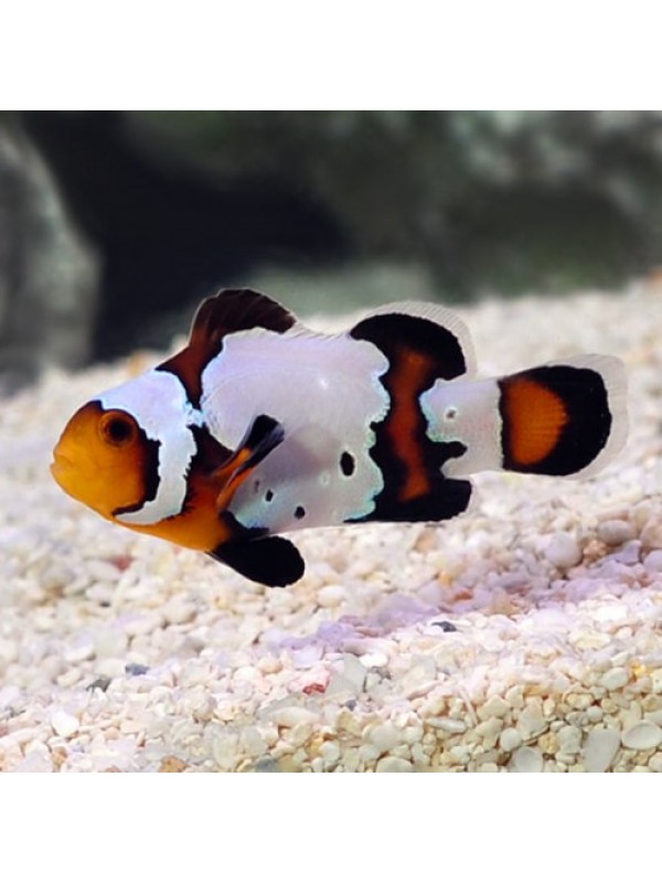 Premium Black Ice Snowflake Clownfish (премиум черный лед)