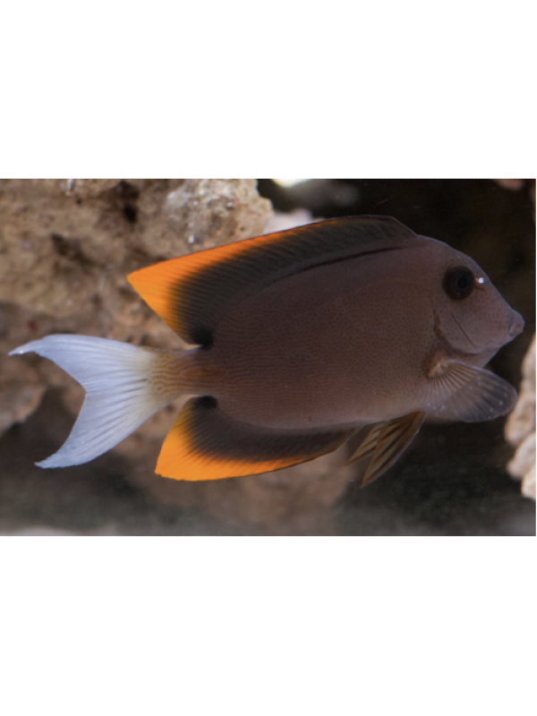 Ctenochaetus tominiensis (Желтоплавничный ктенохет)