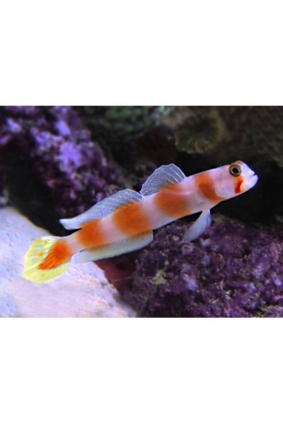Cryptocentrus aurora