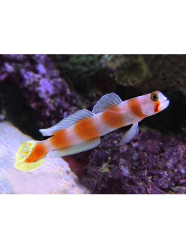 Cryptocentrus aurora