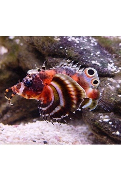 Dendrochirus biocellatus (Крылатка карликовая)