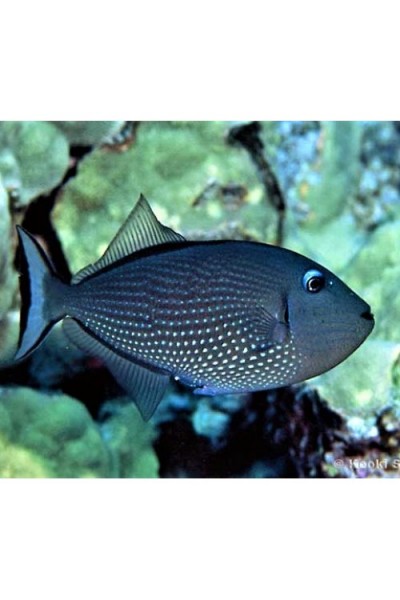 Xanthichthys auromarginatus Спинорог-ксантихт самка