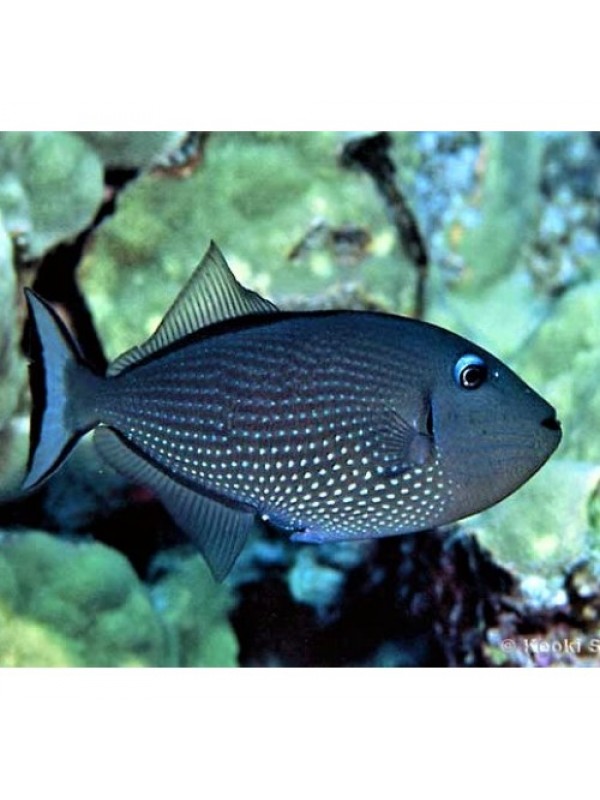 Xanthichthys auromarginatus Спинорог-ксантихт самка