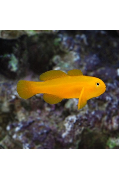 Gobiodon okinawae жовтий бичок