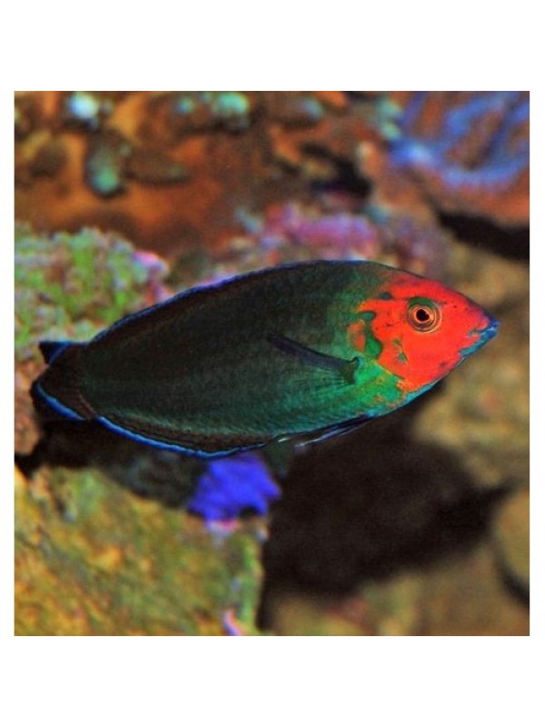 Halichoeres rubricephalus губан красноголовый