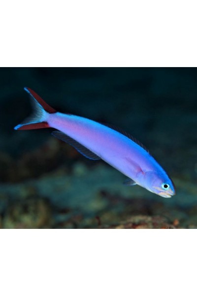 Hoplolatilus purpureus
