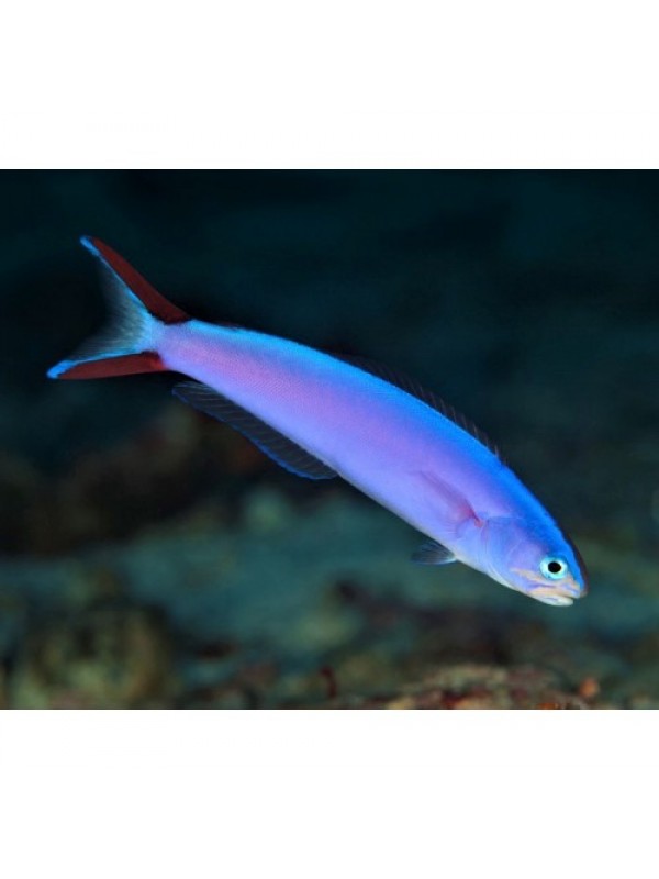 Hoplolatilus purpureus