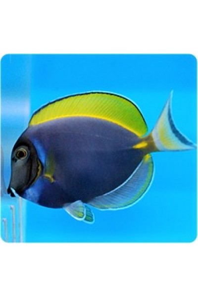 Acanthurus leucosternon x Acanthurus nigricans hybrid