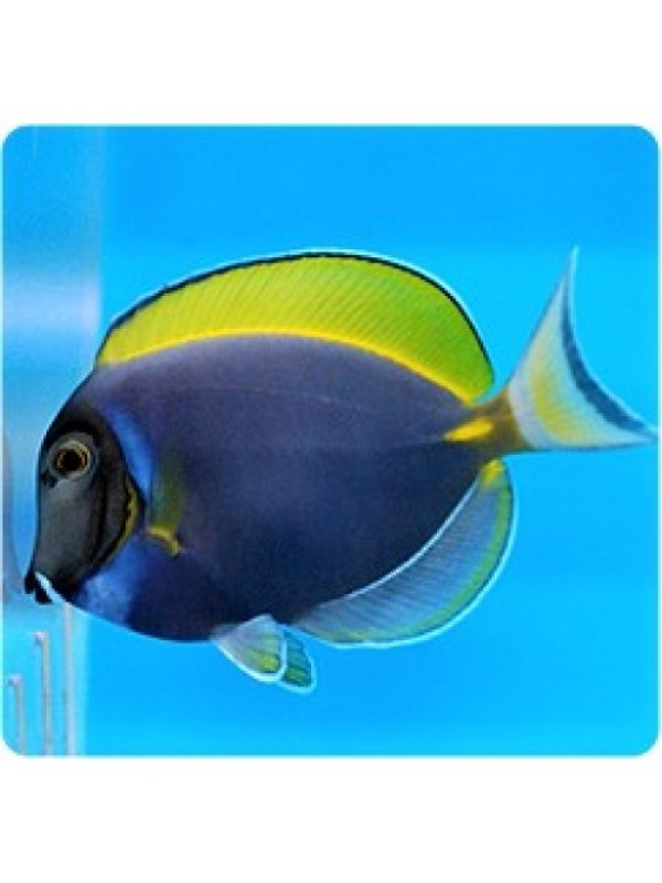 Acanthurus leucosternon x Acanthurus nigricans hybrid