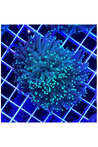 Euphyllia glabrescens Эуфиллия факел