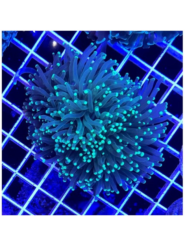 Euphyllia glabrescens Еуфілія факел